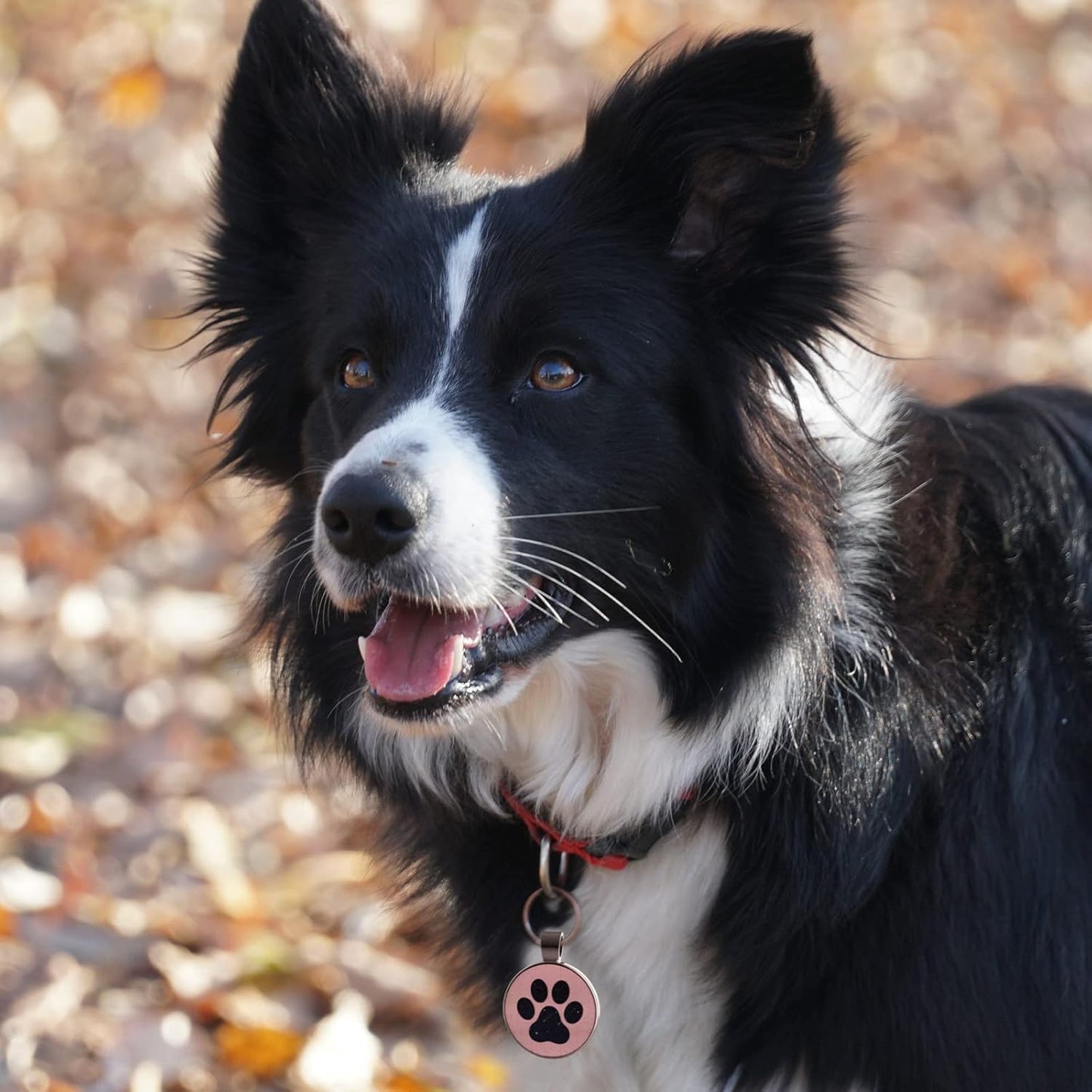 Keep Your Furry Friend Safe with Our Personalized QR Code Pet ID Tag - Instant Location Alerts for Dogs & Cats