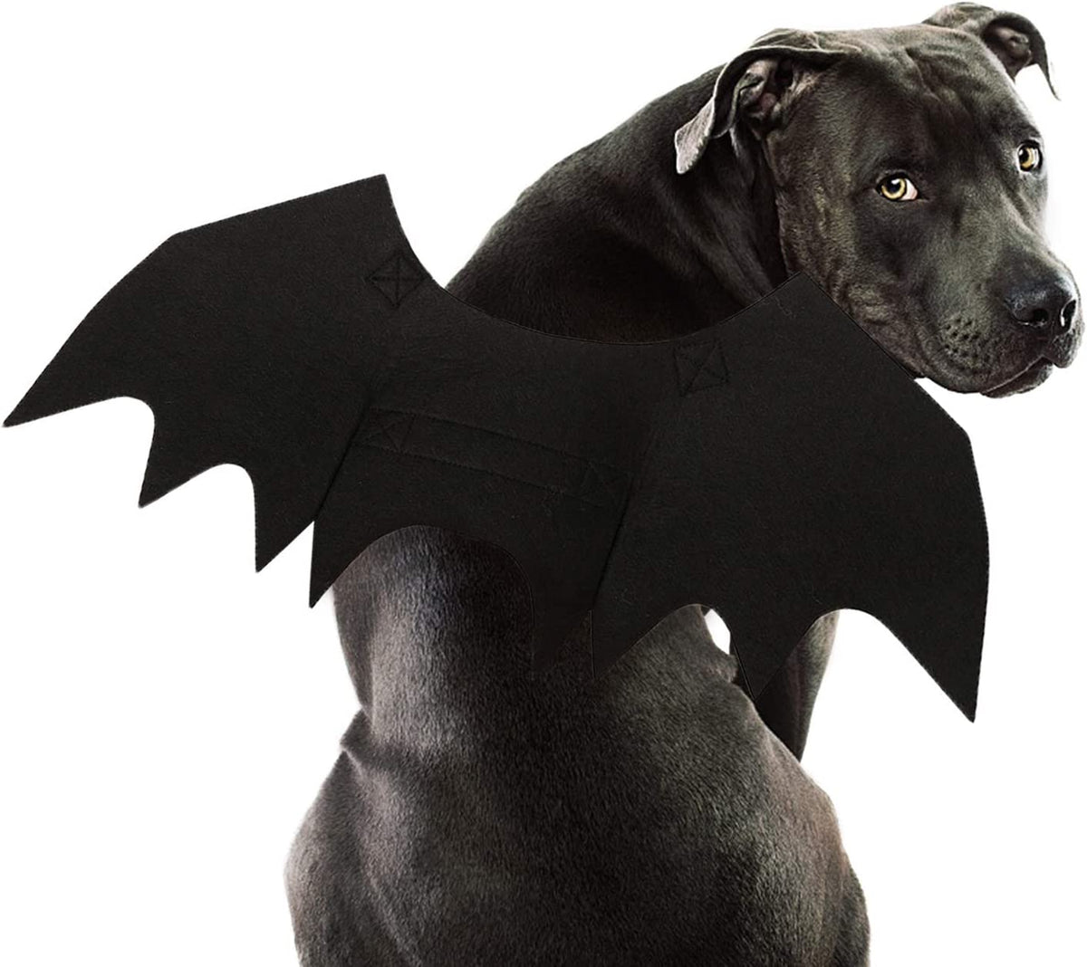 Black adjustable bat wings Halloween costume worn by a dog