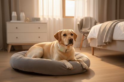 Vessel Tech Smart GPS & Health Collar on a yellow lab resting in a dog bed
